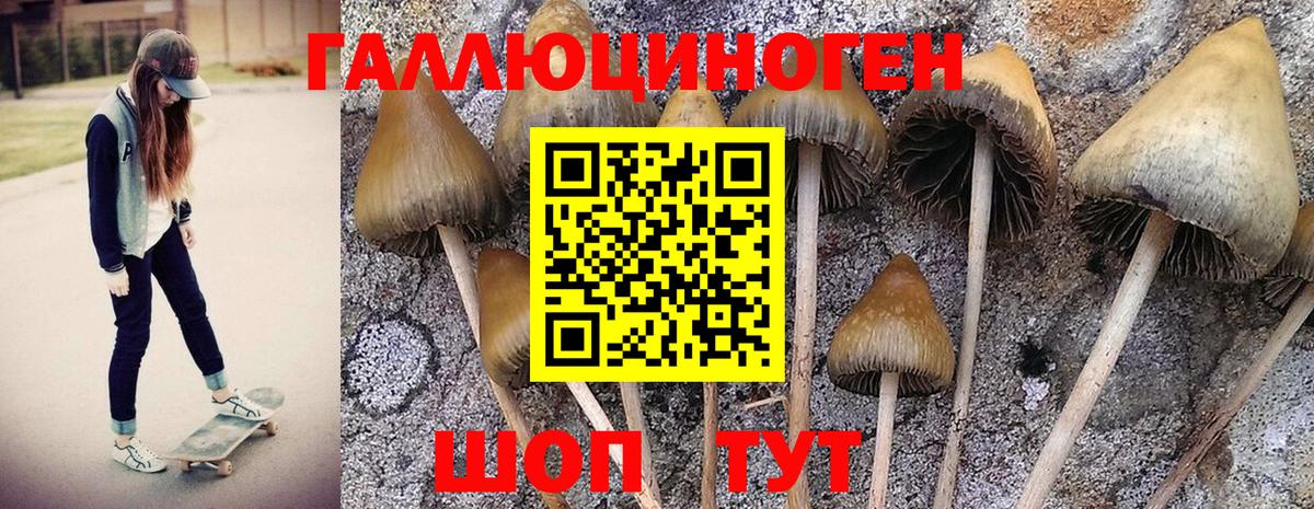 Псилоцибиновые грибы GOLDEN TEACHER Когалым